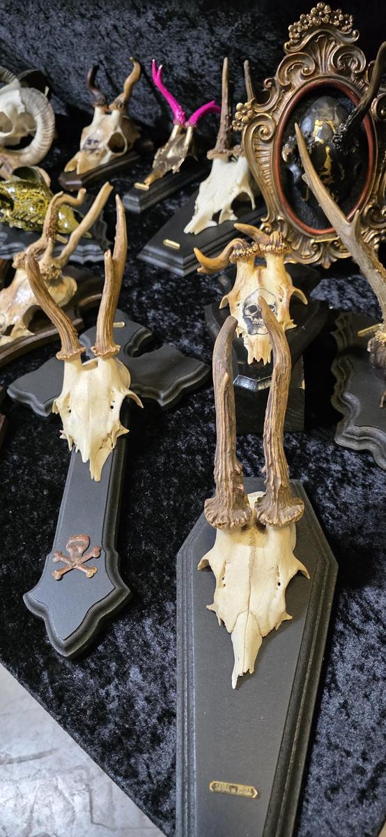 Deer skulls mounted on black coffin shaped plaques.