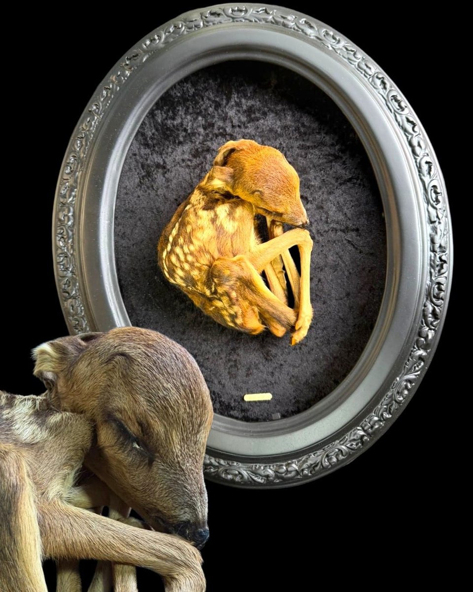 Gilded fawn curled inside a grey oval frame beside a taxidermy fawn.