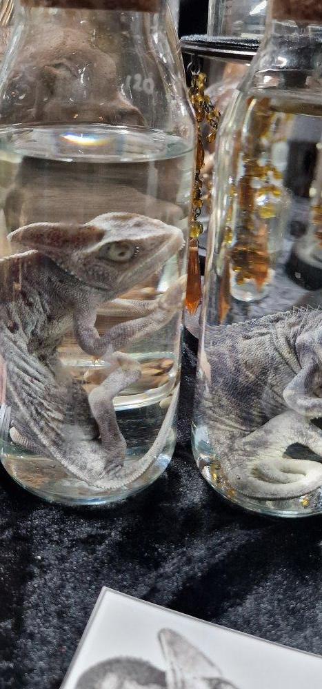 Reptile specimens preserved in glass jars.