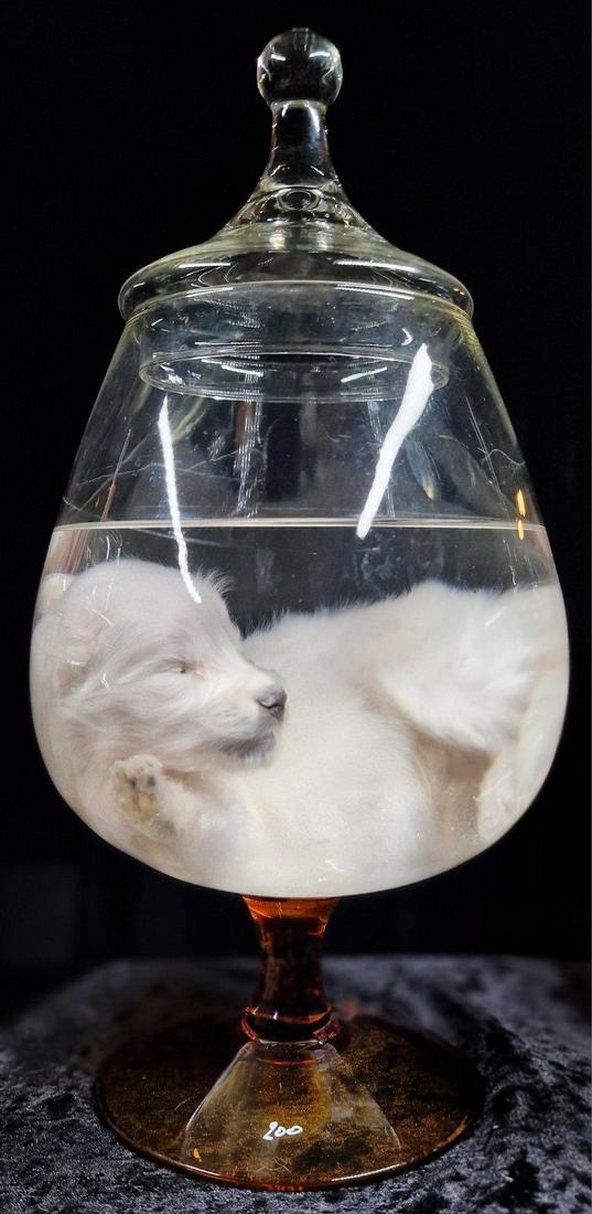 White puppy curled inside a round glass vessel.