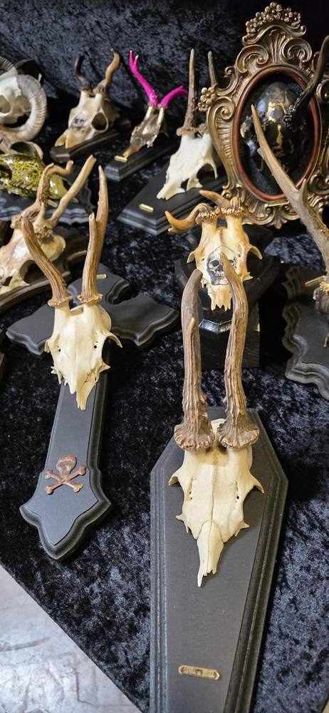 Deer skulls on black coffin plaques