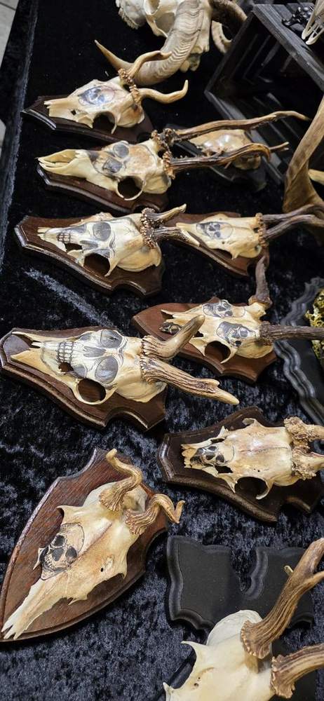 Roe deer skull mounts on dark plaques