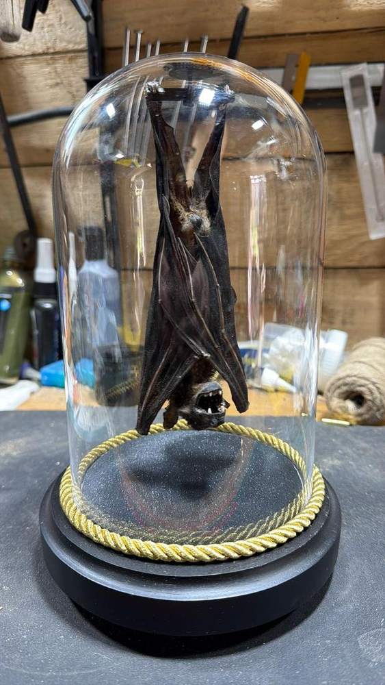 Bat hanging inside a tall glass dome