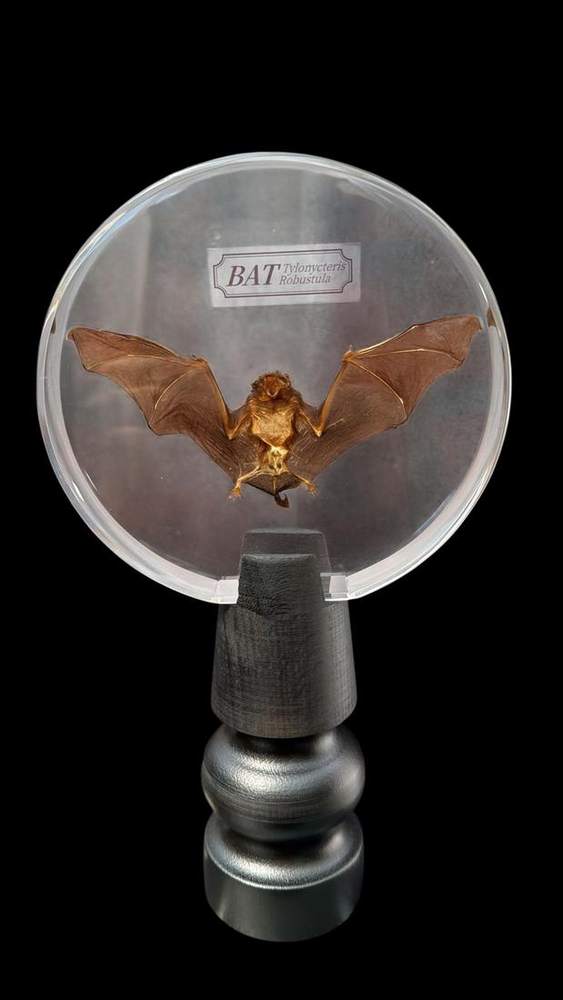 Bat with spread wings in a round glass case