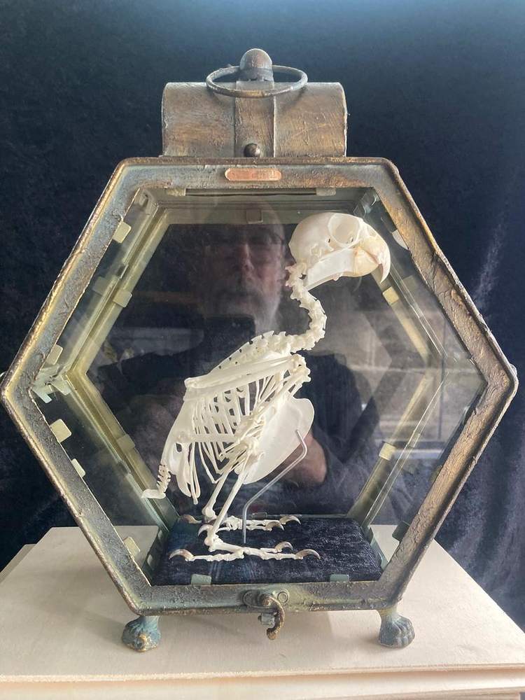 Bird skeleton in a hexagonal glass case