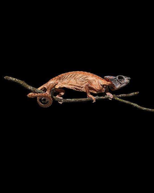 Copper toned preserved chameleon on a branch