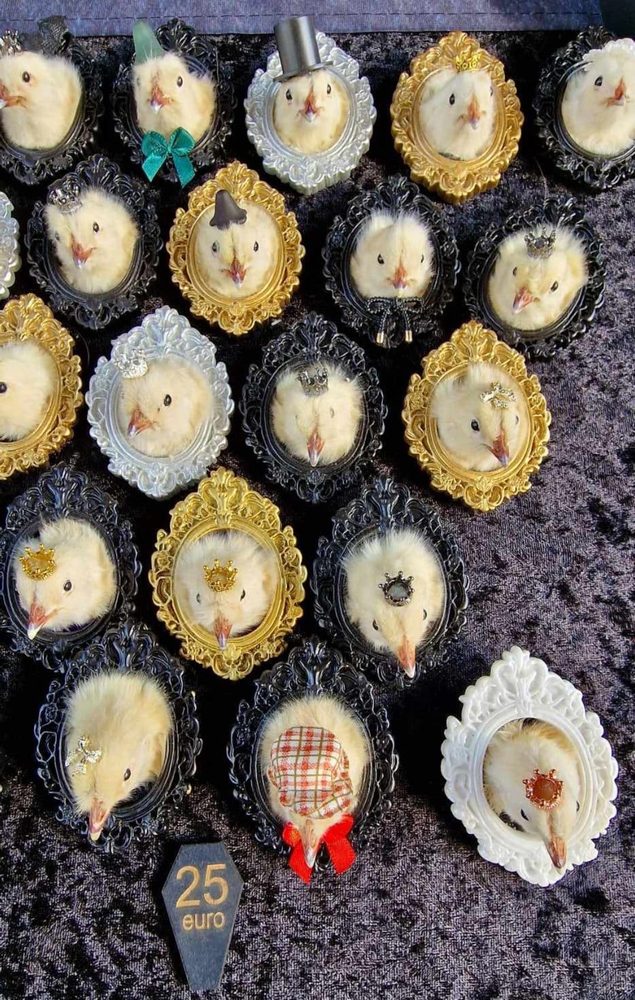 A grid of taxidermy chick heads in small ornate cameo frames