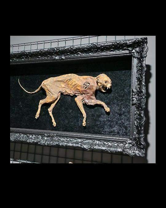 Framed specimen on a convention grid wall