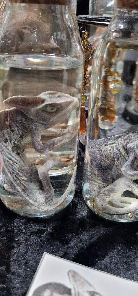 Reptile specimens preserved in jars