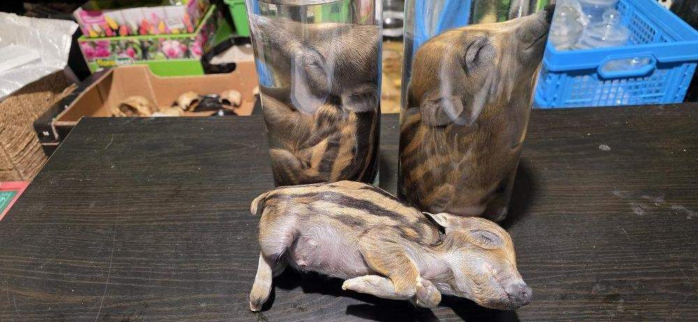 Wild boar piglets in jars