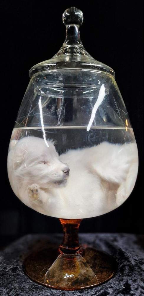 White puppy in a round glass vessel
