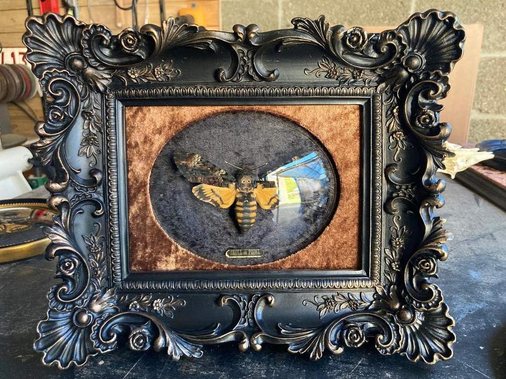 Death’s head moth in an ornate black frame