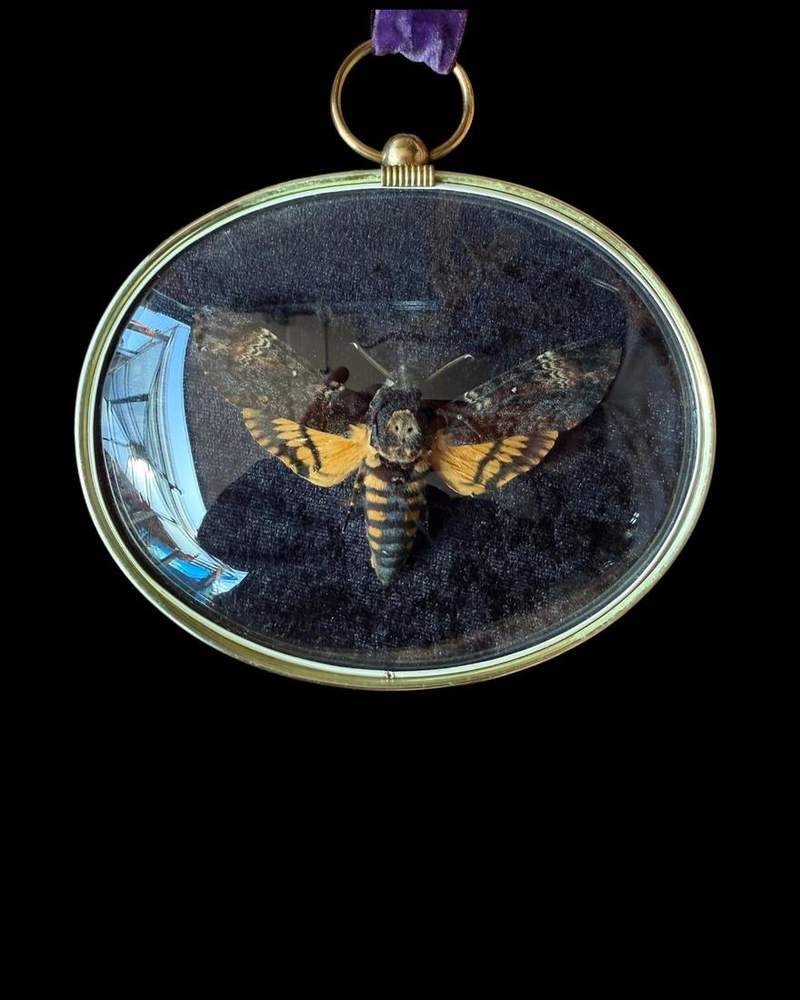 Death’s head moth in a gilt oval frame