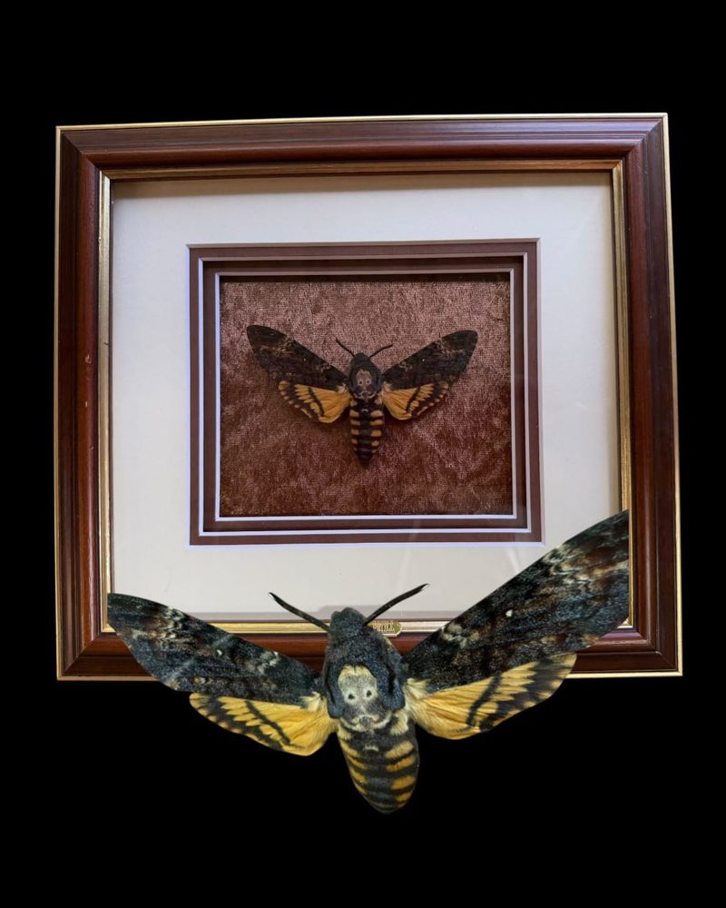 Death’s head moth in a wooden gilt frame