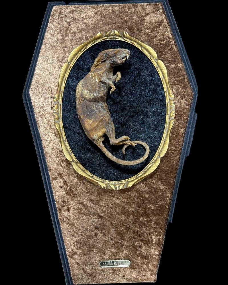 Mouse in a coffin shaped frame