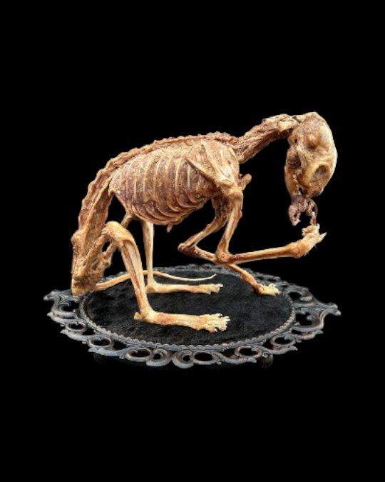 Skeleton posed on a black lace doily