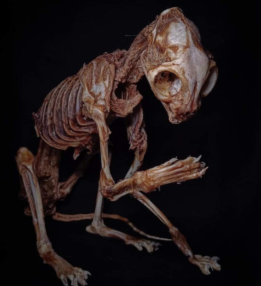 Open jawed skeletal specimen on black
