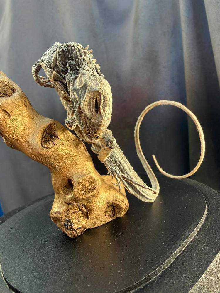 Skull and mummified animal on driftwood