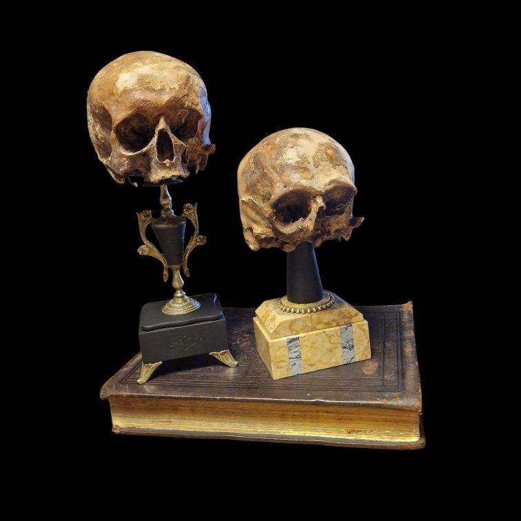 Skull trophy on antique books