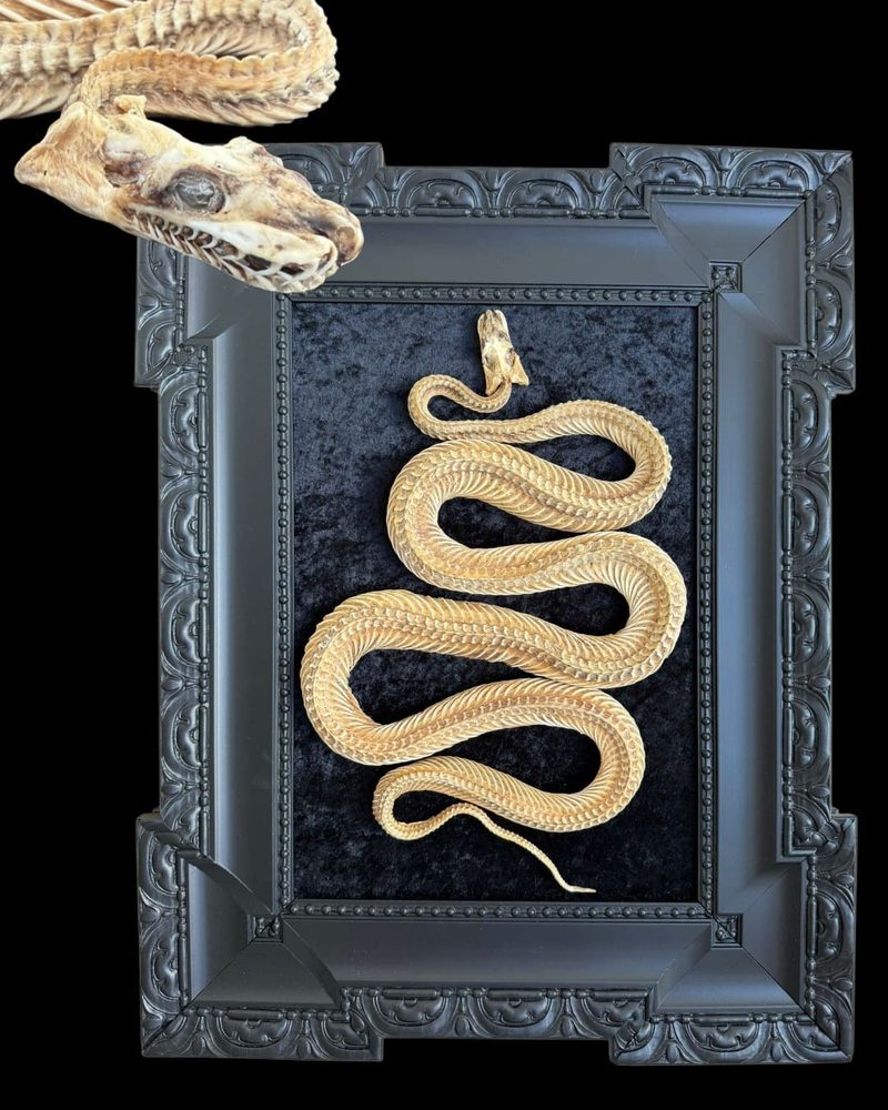 Snake skeleton in a black ornate frame