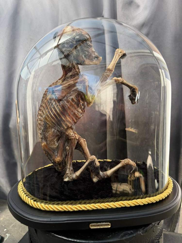 Skeletal specimen rearing inside a glass dome