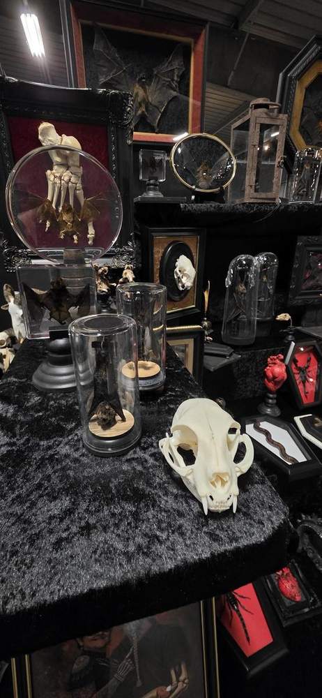 Table of glass domes, a cat skull and candles