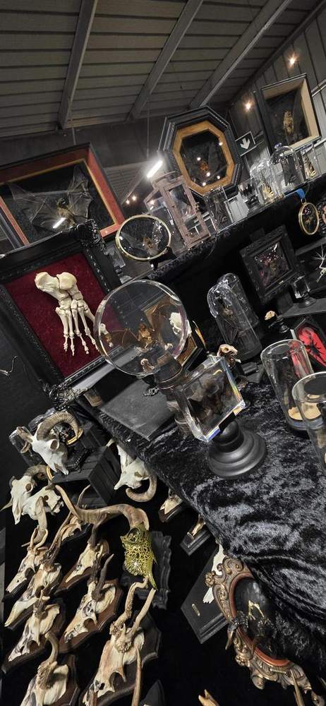 Framed skeleton hand and red specimens on the stall