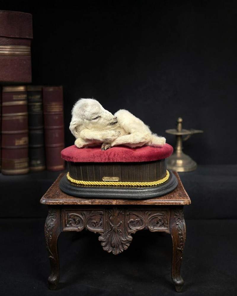 White specimen asleep on a red velvet cushion