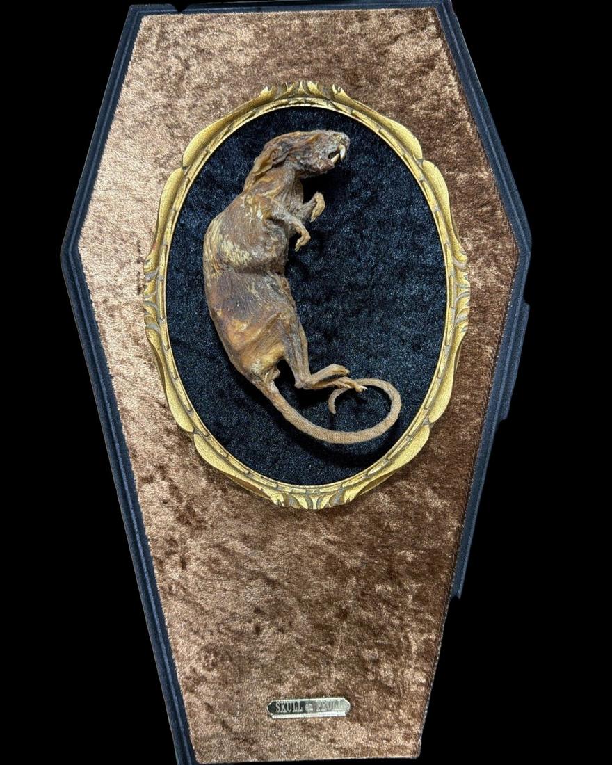 Mouse presented in a coffin shaped frame with gold trim.
