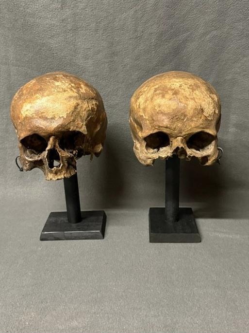 Two skulls presented on black museum stands.